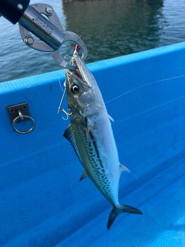 サゴシの釣果