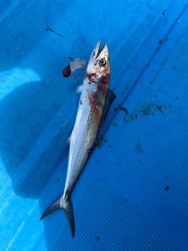 サゴシの釣果