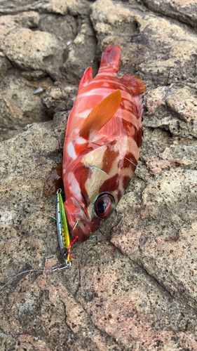 アカハタの釣果