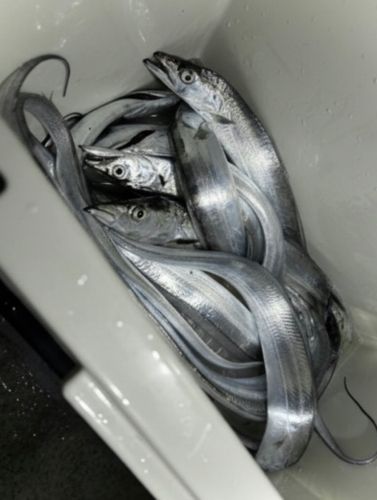 タチウオの釣果