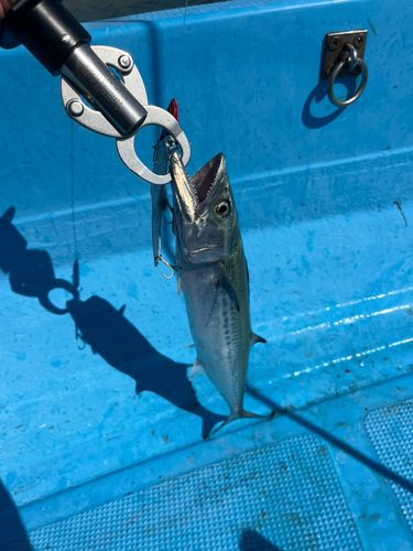 サゴシの釣果