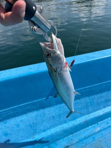 佐々浦