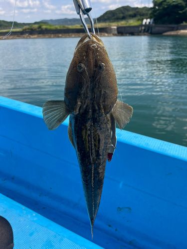 マゴチの釣果