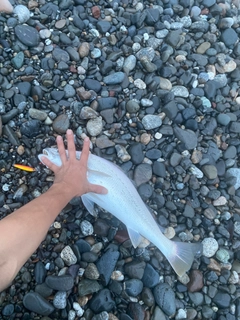 ニベの釣果