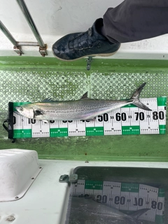 サゴシの釣果