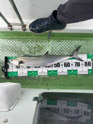 サゴシの釣果