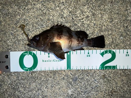 メバルの釣果