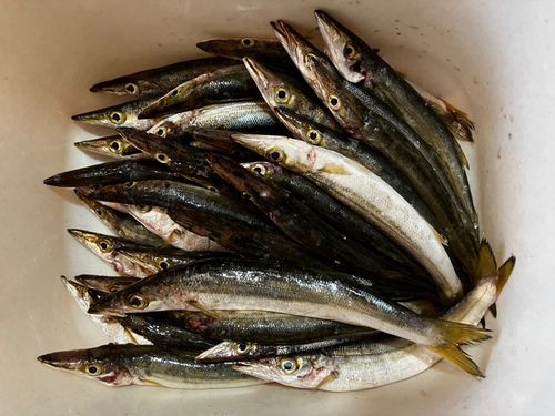 カマスの釣果