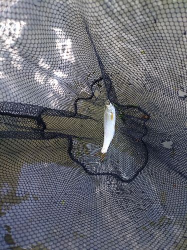 ウグイの釣果
