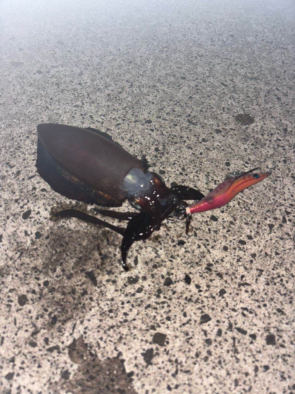 アオリイカ