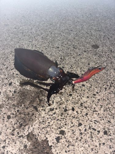 津軽半島