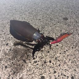 アオリイカ