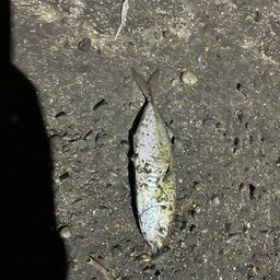 アジ