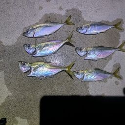 アジ