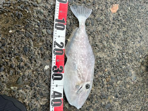 ウスバハギの釣果