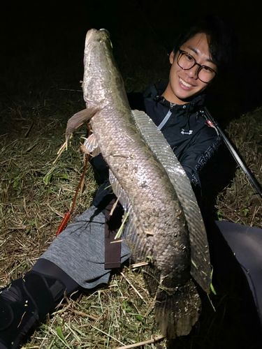 ナマズの釣果