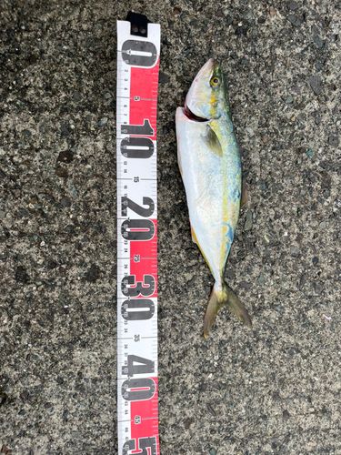 熱海港海釣り施設