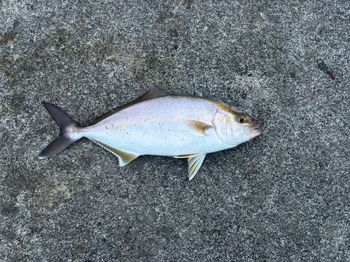 三陸海岸（岩手）