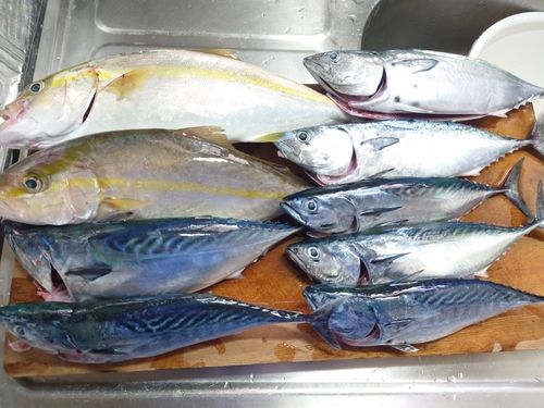 ネリゴの釣果