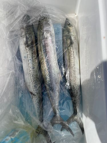 サゴシの釣果