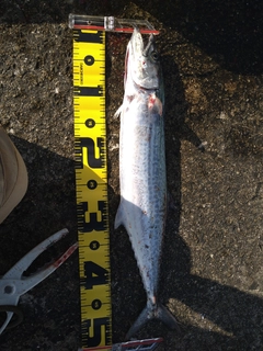 サゴシの釣果