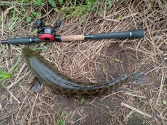 ライギョの釣果