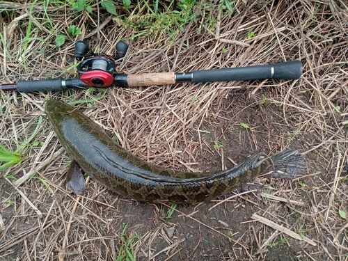 ライギョの釣果