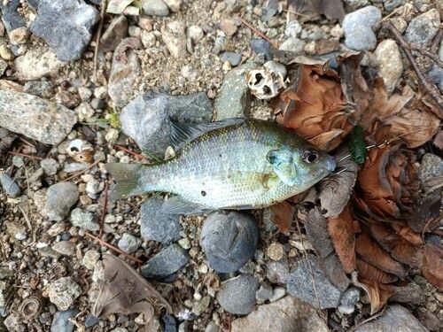 ブルーギルの釣果