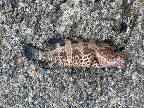 オオモンハタの釣果