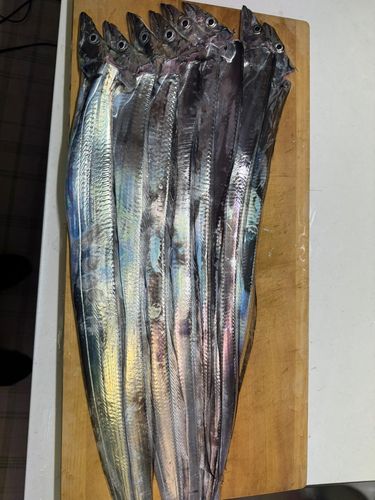 サゴシの釣果