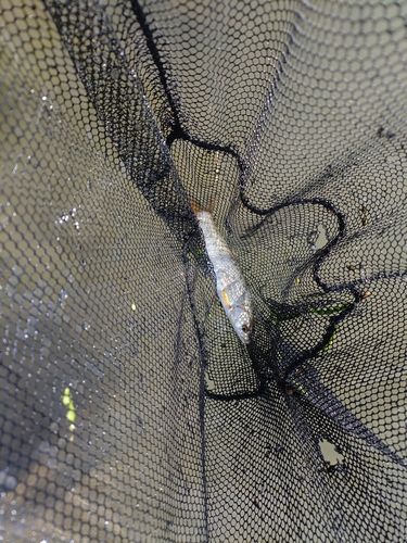 ウグイの釣果