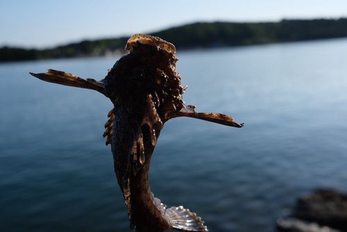 のとじま臨海公園海づりセンター