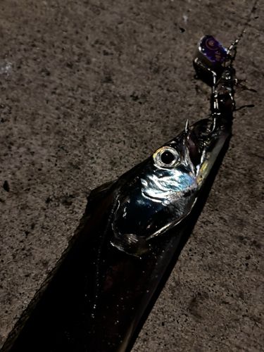 タチウオの釣果