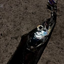 タチウオ