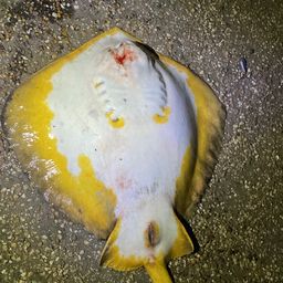アカエイ
