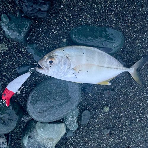 相模湾
