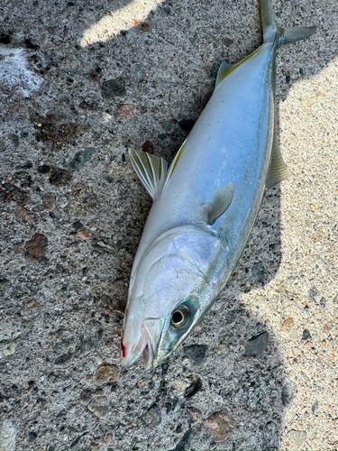 魚津漁港