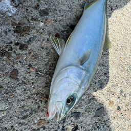 ツバイソ