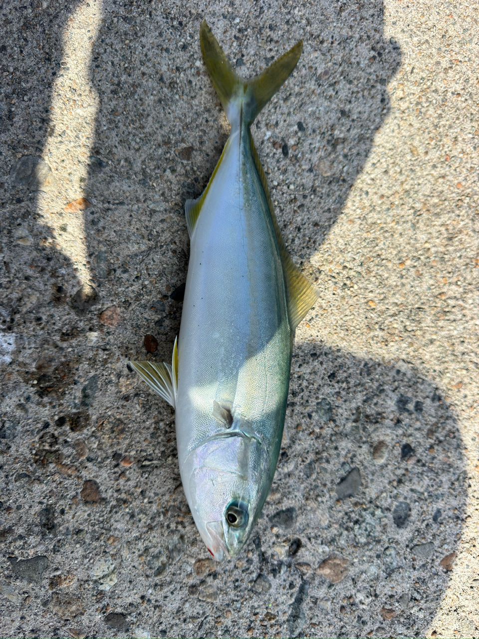 ツバイソ