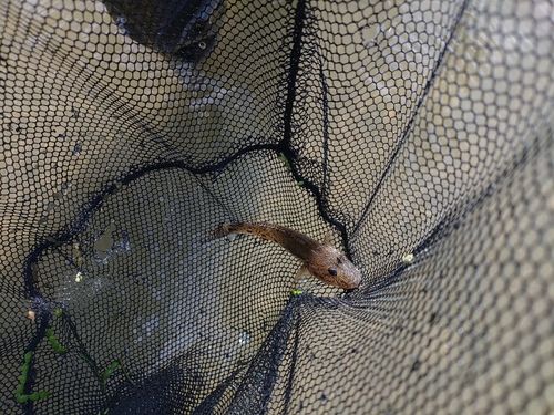 マハゼの釣果