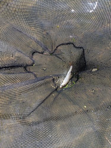 ウグイの釣果