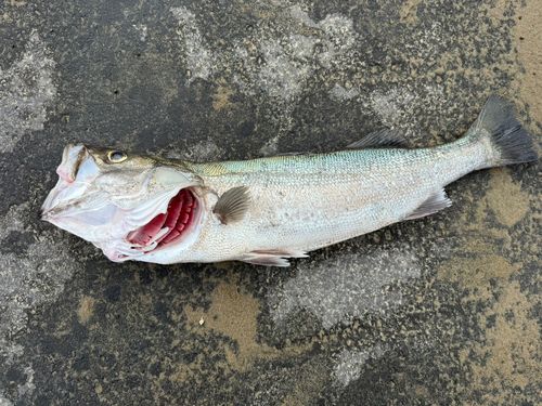 雄物川河口