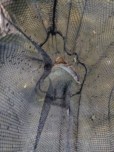 ウグイの釣果