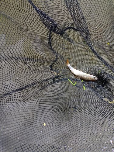 ウグイの釣果