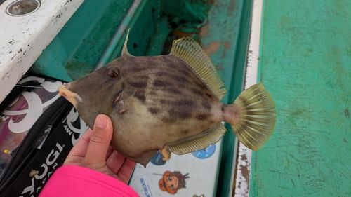 カワハギの釣果