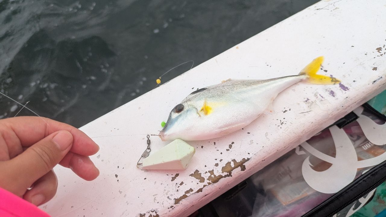カワハギ