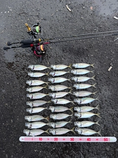 マアジの釣果