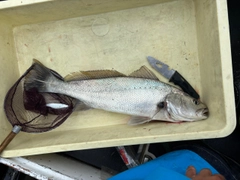 オオニベの釣果