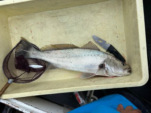 駿河湾
