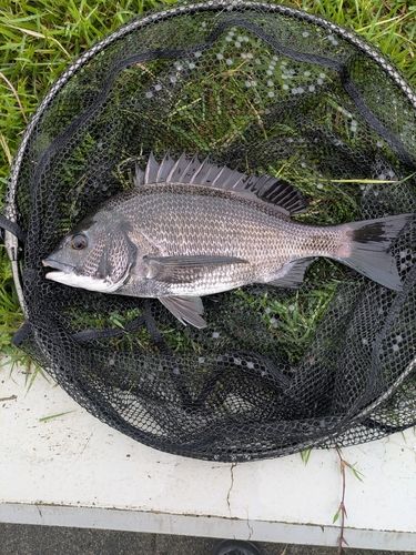 豊洲ぐるり公園